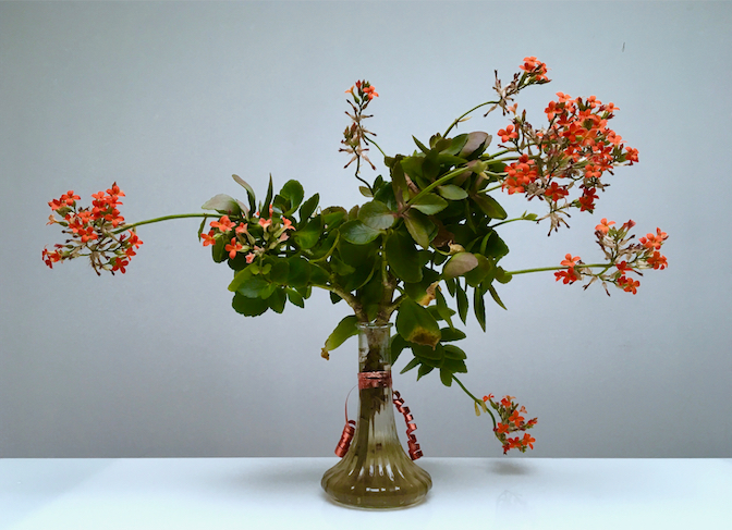Kalanchoe3